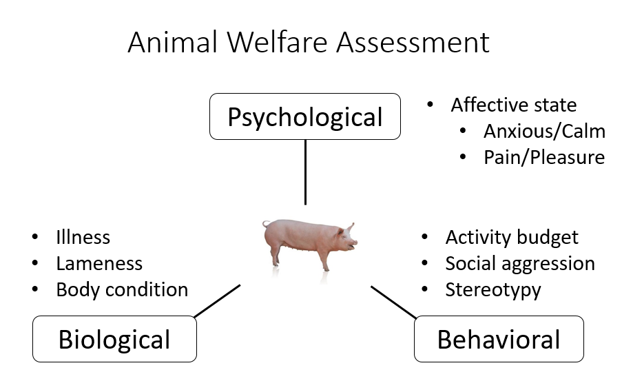 Affective States – Animal Behavior and Cognition Lab