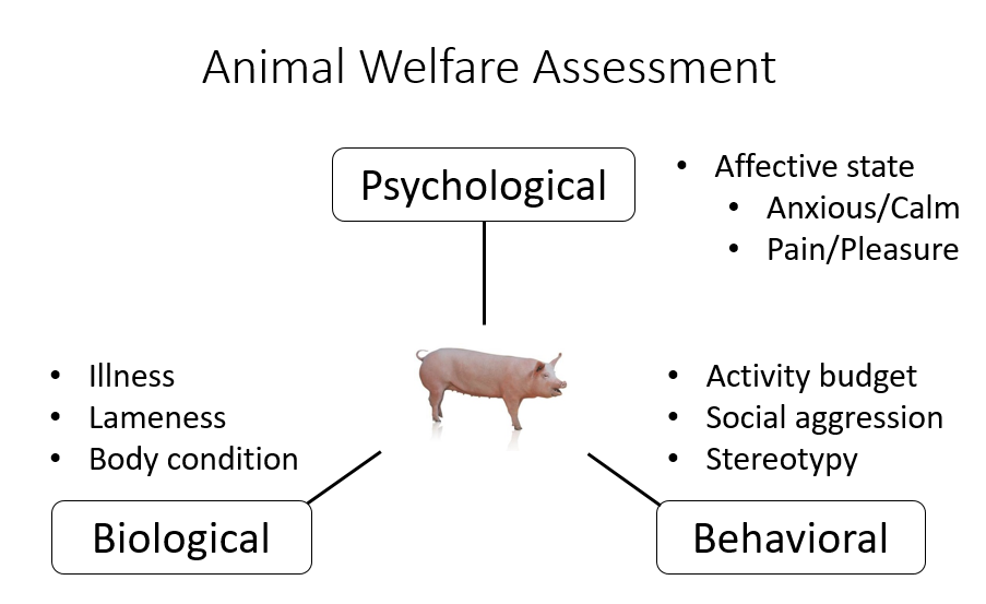 Animal Ethics