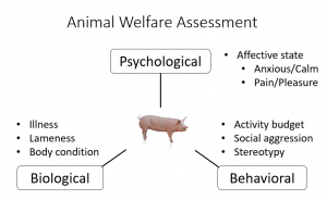 Affective States – Animal Behavior And Cognition Lab